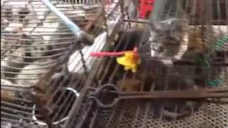 Dog Meat Festival in Yulin China 2017 2017年中國玉林狗肉節 [upl. by Ainola]