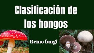 CLASIFICACIÓN DE LOS HONGOS Reino fungi [upl. by Gelasias]