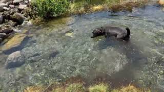 A cold plunge behind Crowley Lake cold spring [upl. by Eimrej628]