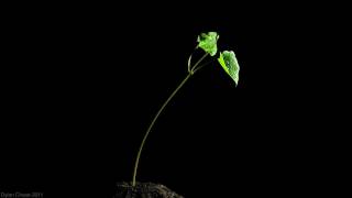 Scarlet Runner Bean TimeLapse 720p [upl. by Sherill]