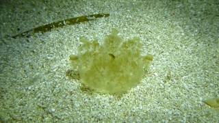 Cassiopea andromeda Upsidedown jellyfish [upl. by Noillid771]