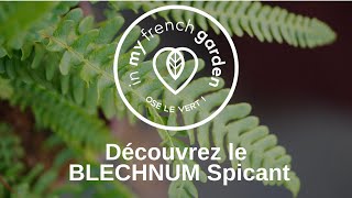 Le Blechnum spicant la Fougère en épi [upl. by Etam]