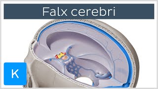 Falx cerebri Falx Cerebri  Human Anatomy  Kenhub [upl. by Tedie]