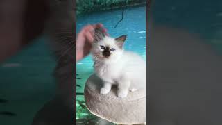 Saba Choco available Birman kitten wwwbirmanseu [upl. by Sylirama]