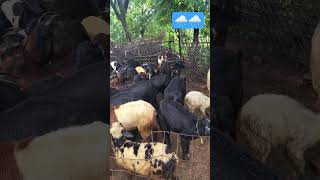 Rythu farm kastalu water sheep farming viral chicken animals ytshorts trending shorts [upl. by Erehpotsirhc339]