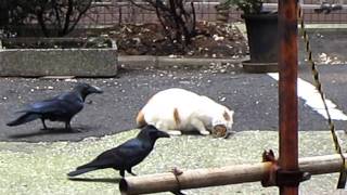 ねこvsカラス cat vs crows [upl. by Jehoash335]