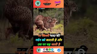 बिल्ली संवाद के बारे में रोचक तथ्य 🥶🐆shorts viralshorts facts animals trending youtube cat [upl. by Amora368]