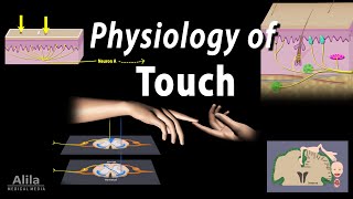 Physiology of Touch Receptors and Pathways Animation [upl. by Hermy246]