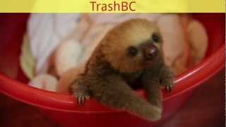 the cutest babysloth in a bucket [upl. by Hardi]