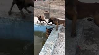 Smart dog saves best friend From Drowning shepherd doglover dogtraining belgian [upl. by Yardna454]