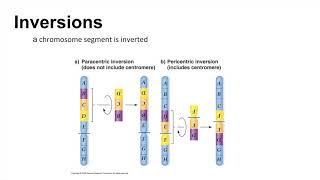 Exam 3 Chromosomal Rearrangements [upl. by Amann138]