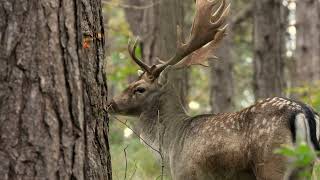 Damherten bronst bughhaamstede boswildlifevideography natuur wildlife nature deer [upl. by Ihc]