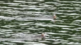 Red Necked Grebes and their call [upl. by Matthews]