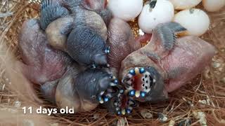 Our first baby Gouldians 25 days from hatching to flying [upl. by Kristina]