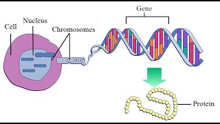 Relationship between Chromosome Genes DNA and Allele [upl. by Wernda]