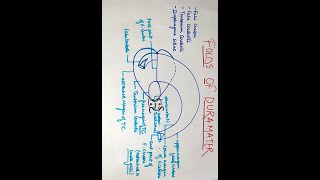 anatomymadeeasy medicose cranialcavity FOLDS OF DURA MATER ANATOMY MBBS [upl. by Wilber15]