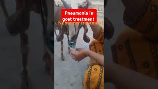 Pneumonia in goat treatmentdyspneaanimal treatment animalsgoatveterinary medicine vet surgery [upl. by Tyrus]