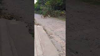 Dog barking dog pets agressive streetdog jungle doglover pitbull trending pitbull shorts [upl. by Iramat]