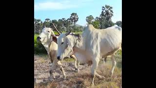 82k shortsvideo cow wow plow farming 4kvideo 4k [upl. by Nancee284]