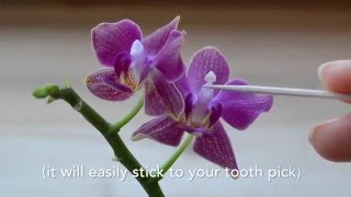 How to pollinate flowers Phalaenopsis Orchids [upl. by Nailij]