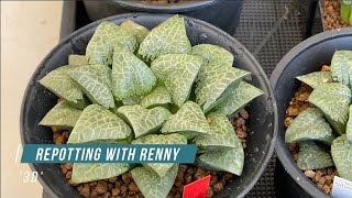 Trim roots remove offsets and take leaves for propagation from Rennys Haworthia hybrid cv 3D [upl. by Adnalro]