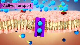 Biology Cell Transport [upl. by Kcin286]