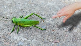 GIANT GRASSHOPPER [upl. by Lyrret]