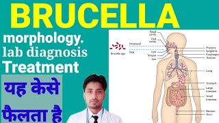 Brucella  Morphology Lab Deagnosis Treatment यह Bacterial Infections क्यों हो जाता है in हिंदी [upl. by Lehcer]