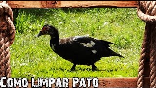 Como Limpar e Picar Pato  Processo Completo [upl. by Mikeb]