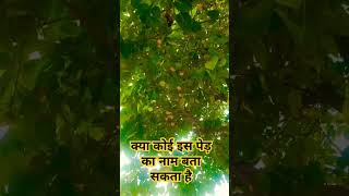 सबसे पवित्र पेड़ इस पेड़ का नाम बताइएdevotionaltreeshortvideo [upl. by Rrats429]