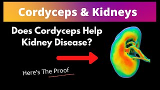 Can Cordyceps Help Kidney Function [upl. by Ronile]