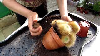 Re potting my hairy Rebutia albipilosa Cactus Plant [upl. by Poliard]