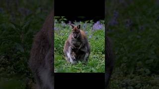 About fact of potoroo kangaroo viraltrending knownledge facts animal shortfeed [upl. by Lesslie]