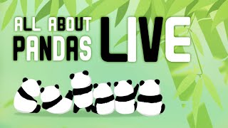 LIVE Giant Panda Cam live stream from Chinas Chengdu [upl. by Trilbee986]