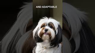 The Havanese is a great dog [upl. by Tremml593]