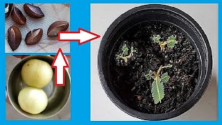 How To Grow Amla From Seeds  Growing Gooseberries From Fruit at Home [upl. by Burkhard]