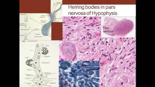 7 Medical School Histology Endocrine System Part 1 Pituitary Thyroid Parathyroid [upl. by Eiramnna222]