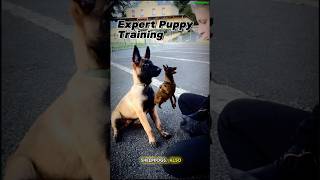 🔝quotTraining Malinois Puppies to an Elite Levelquot dog belgiummalinois malinois dogtraining puppy [upl. by Htebazile]