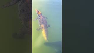 Electric Eels Deadly Surprise Crocodiles Unforeseen Foe shortsvideo [upl. by Yrallih]