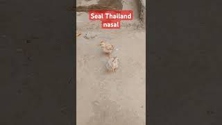 Seal Thailand nasalthailand youtubeshorts shortsviral [upl. by Htebzil]