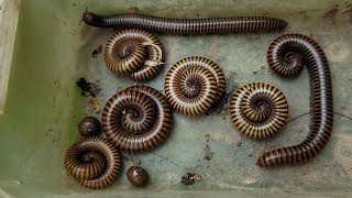 The Best Millipedes FoldUp Ever How To To Find Giant Millipedes Insects [upl. by Mossolb641]