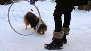 Comment apprendre à son chien à sauter dans ses bras en cerceau [upl. by Ahseeyt]