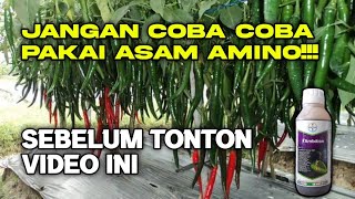 Manfaat Asam Amino Untuk Tanaman Cabai  Ambition Bayer Untuk Cabe [upl. by Enovi59]