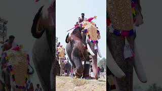 Kerala Elephant Whatsapp Status I Uthralikavu Pooram Elephant Walk [upl. by Ahsauqram]