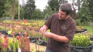 How to Pollinate Sarracenia Flowers [upl. by Hak887]