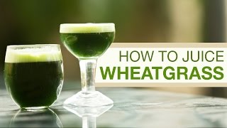 How to Grow Wheatgrass amp Make Wheatgrass Juice at Home [upl. by Swerdna]