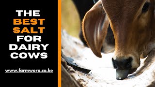 The best salts for dairy cows in Kenya [upl. by Herates]