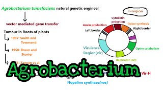 Agrobacterium mediated gene transfer  part 1 [upl. by Madancy]