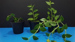 How to Grow Peperomia Scandens Plant at Home Fast amp Easy How to Propagate Peperomia Scandens [upl. by Aisauqal]