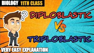 Diploblastic and Triploblastic Organization  XI BIOLOGY  SUMIT CHOUHAN TUTORIALS [upl. by Herzel]